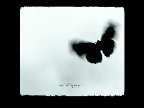 Black Butterfly (Official Audio)