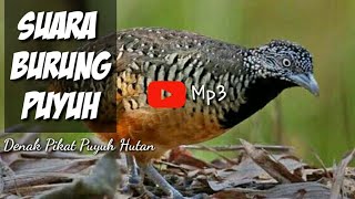 Download lagu Suara Burung Puyuh Betina mp3