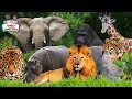 Learning Jungle Animals - Jungle Animals Names and Sounds