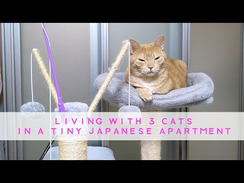 Living with cats in a tiny Tokyo apartment!