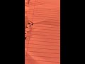 Anime Elephant How To Draw