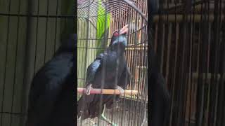 Download lagu BURUNG TUWU & KULIK GACOR mp3