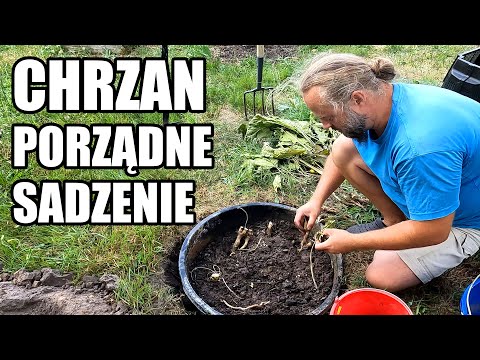 Horseradish - planting properly. To ensure it grows well but under control.