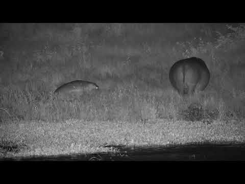 Djuma: Three Hippos heading out to graze (no audio) - 03:11 - 02/12/21