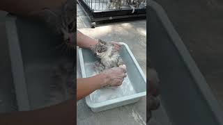 Download lagu MEMBASMI KUTU KUCING #shorts mp3