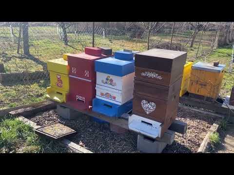 019/1 Pokus s vystavěním mezistěn / test of building foundation Langstroth 2/3