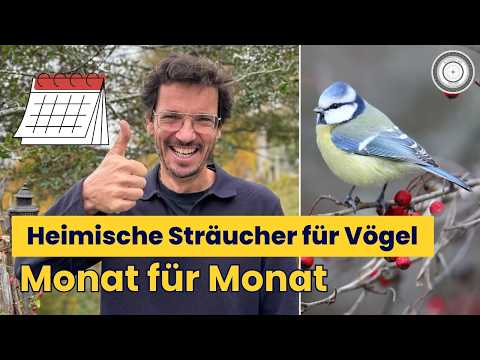 12 Months of Natural Garden: The best native trees for birds all year round