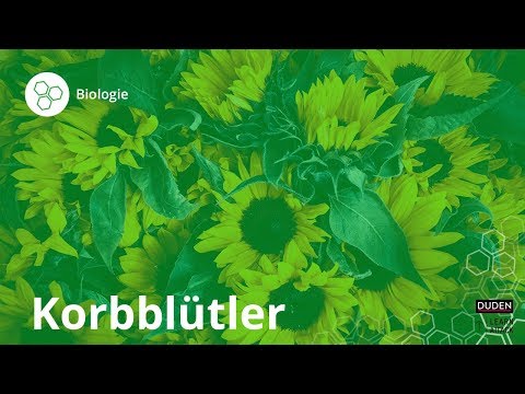 Korbblütler: Das musst du wissen! – Biologie | Duden Learnattack