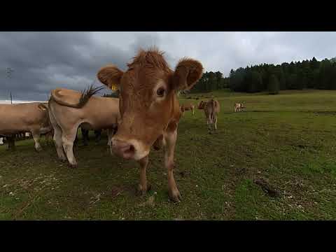 Roadtrip Jura mit dem Wohnmobil / Mont Soleil / Tramelan / St. Ursanne / Pruntrut