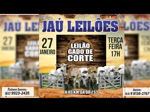 LEILÃO GADO DE CORTE  - JAU LEILÕES  - JAU DO TOCANTINS  -27/ 01/ 2026