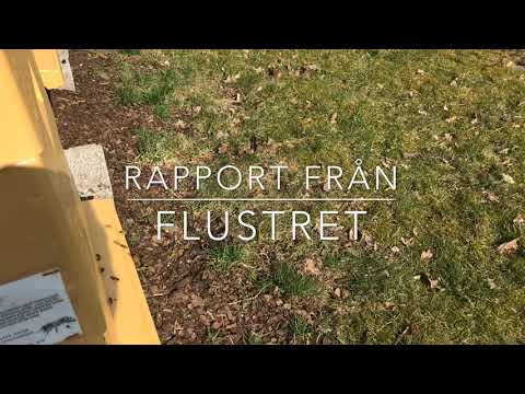 Rapport från flustret