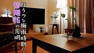 【日常】あじさいとクッションと刺し子と玉ねぎ【vlog/シニアライフ】