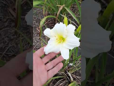 園芸 シトリン ヘメロカリス