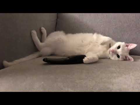 [Navi] The remote control is mine