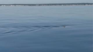 Wells beaches closed to swimming after great white shark sighting