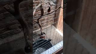 Download lagu pancingan suara murai kawin mp3 Download lagu pancingan suara murai kawin mp3