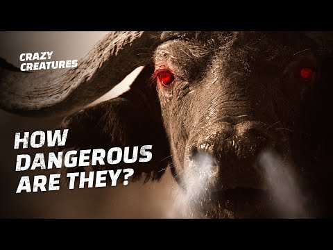 Think Twice Before Hunting the Cape Buffalo