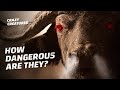 Think Twice Before Hunting the Cape Buffalo