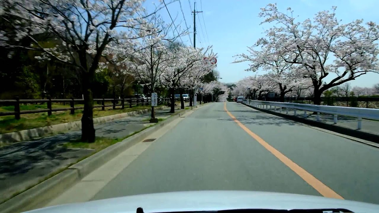 ココ道ドライブ(2013春) 西宮市北山貯水池の桜