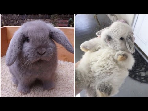 2021 Funny videos of little bunnies 🐇 cute bunnies