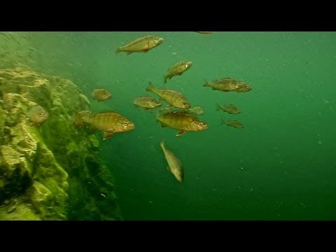 Tauchen im Baggersee Diez