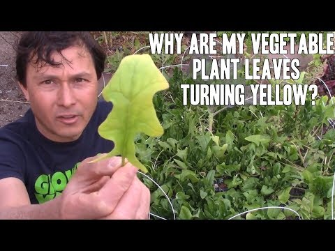 , title : 'Why are my Vegetable Plant Leaves Turning Yellow?  Are they Ok to Eat?