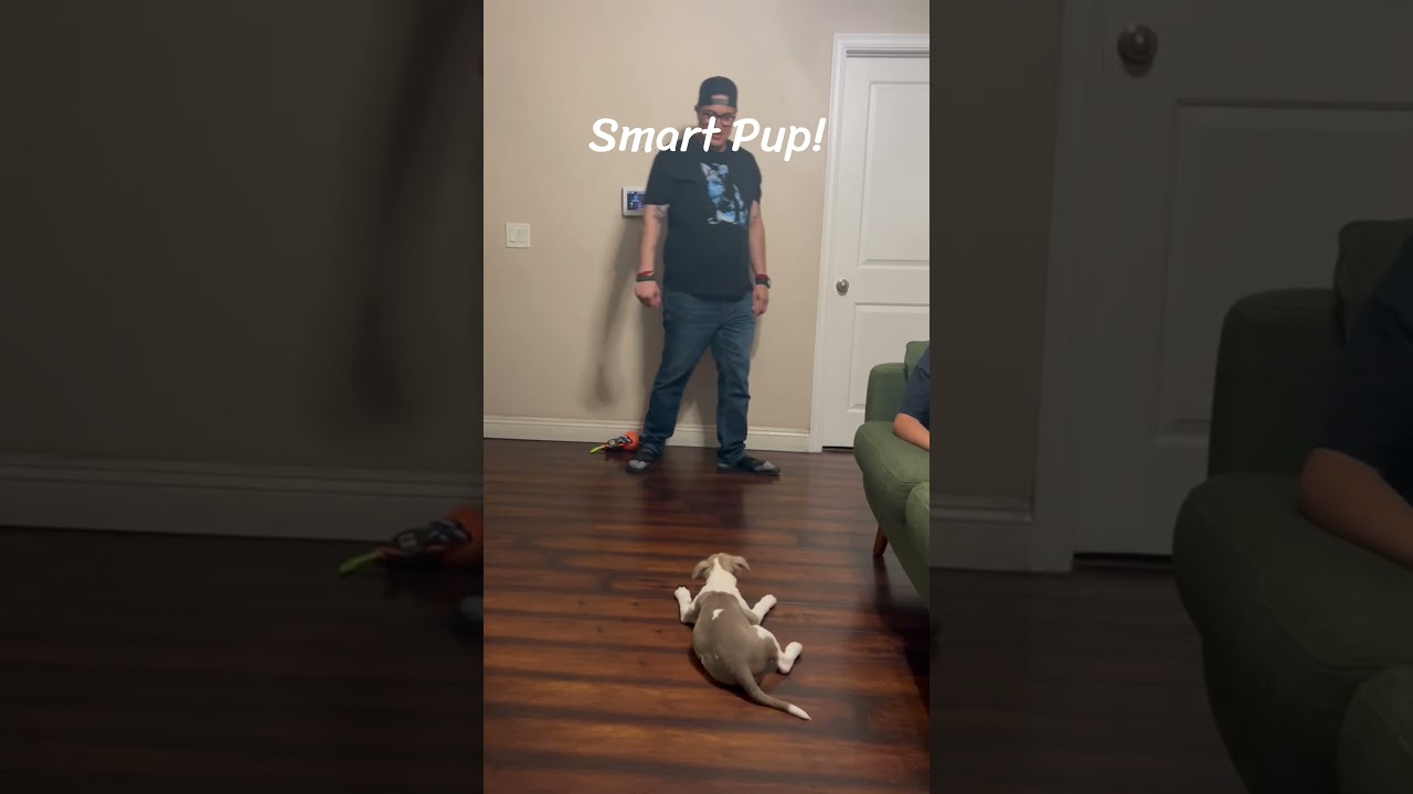 Enlarge Adorable sweet Candy pup, a Adoptable Pit Bull Terrier in Hermosa Beach, CA video 3/3