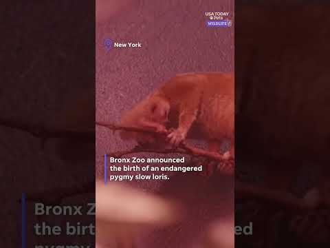 See endangered pygmy slow loris already stealing hearts