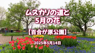 2025年5月14日 ムスカリの道と5月の花【百合が原公園】