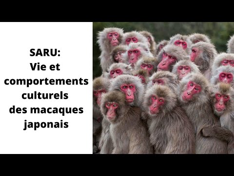 Table ronde : « SARU, Vie et comportements culturels des macaques japonais »