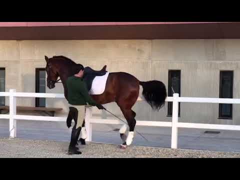 168cm PRE stallion Piro-negative 2016