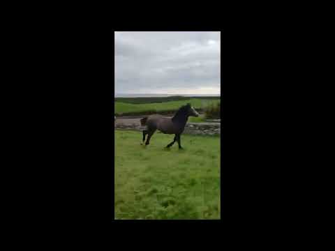 West Clare Colt - Image 2