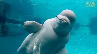 Beluga Whales of the Mystic Aquarium | JONATHAN BIRD'S BLUE WORLD gameplay video by alucas, 9:43 duration