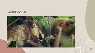 Restoration and the Double Portion | Reti Ah Voa | Sermon