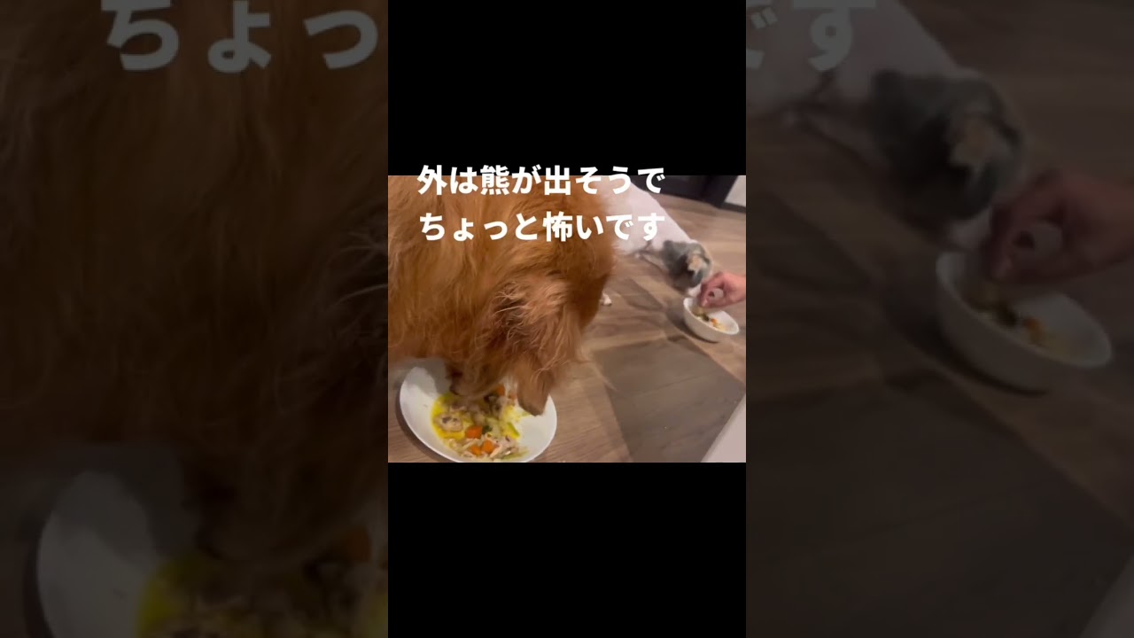 えれなとプウちゃんTOWAピュアコテージに行く🎡No.2#ゴールデンレトリバー #シーズー #Grace ｍodernシリーズVI#グランピング