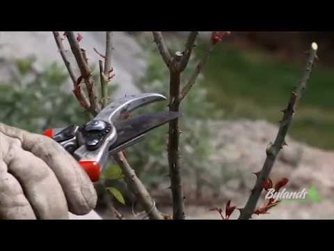 Spring Rose Pruning