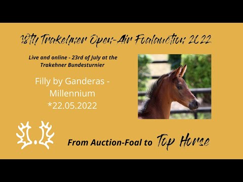 8 - Pillau - Filly by Ganderas - Millennium *22.05.2022