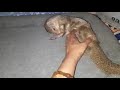 My pet mongoose getting massage..