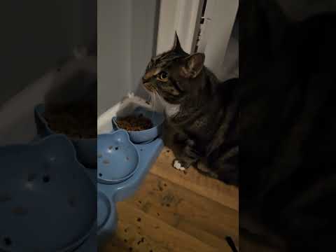 #cat #alphonso #cats #news #meow #feeding #cute #cats #funnycats