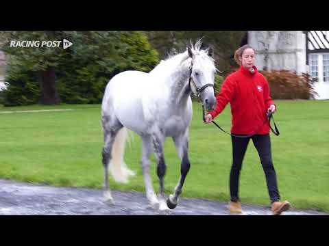 New (to France) Sires 2018: Reliable Man