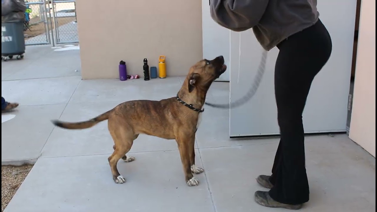 Luna - PAWS, a Adoptable Mixed Breed in Las Cruces, NM video 6/6