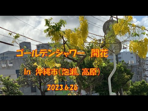 ゴールデンシャワー