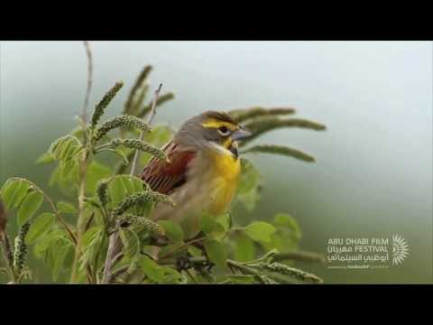 afbeelding Emptying the Skies
