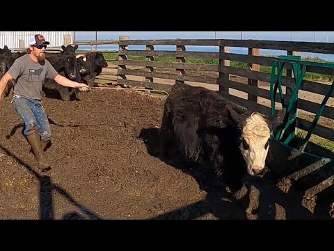Kälber sortieren und verkaufen, bevor der Regen wieder einsetzt!