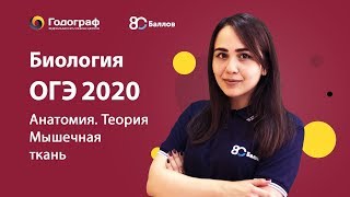 ОГЭ по биологии 2023. Человек и его здоровье. Мышечная ткань. - фото