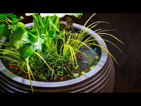 Guppy Riparium Patio Pond (No Filter Low Tech)