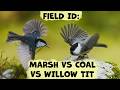 How To Identify Marsh Tits Willow Tits Coal Tits