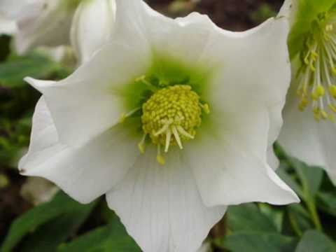 Alibabki - Kwiat jednej nocy