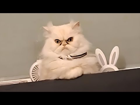 CATS Being the Boss