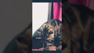 Download lagu STORY WA KUCING LUCU | sw kucing lucu #shortvideo #status #kucinglucu #kucing #ytshorts #subscribe mp3 Download lagu STORY WA KUCING LUCU | sw kucing lucu #shortvideo #status #kucinglucu #kucing #ytshorts #subscribe mp3